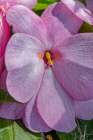 USA, Colorado, Fort Collins. Begonia flowers close-up. Art Print